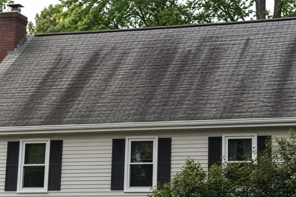 Black algae streaks on a Massachusetts asphalt roof