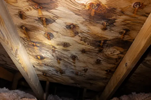 Rusted nail points and dark staining on roof sheathing from attic condensation