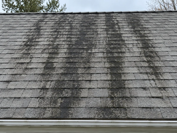 Black algae streaks on an asphalt shingle roof in Massachusetts
