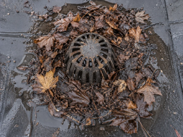 Clogged flat roof drain packed with wet leaves before maintenance